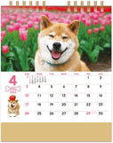 New Japan Calendar 2022 Desk Calendar Walk with Shiba Inu Maru NK8529