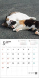 Hagoromo Relaxing Cat 2024 Wall Calendar CL24-0682