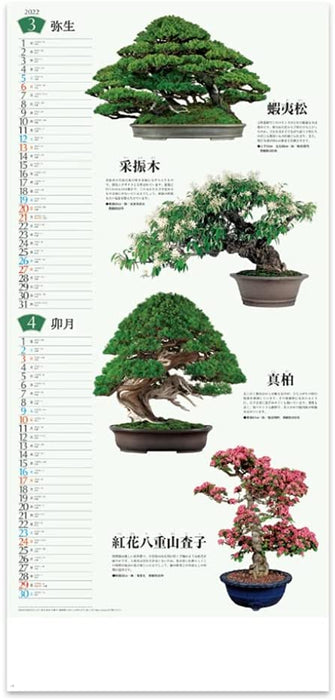 New Japan Calendar 2022 Wall Calendar Bonsai Calendar NK152