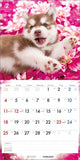 PICTWAN 2024 Calendar L Edition Siberian Husky L026