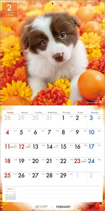 PICTWAN 2024 Calendar L Edition Border Collie L004