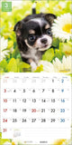 PICTWAN 2024 Calendar L Edition Chihuahua L008
