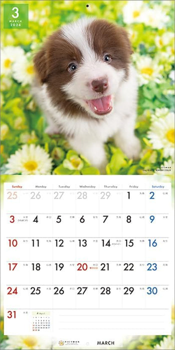 PICTWAN 2024 Calendar L Edition Border Collie L004