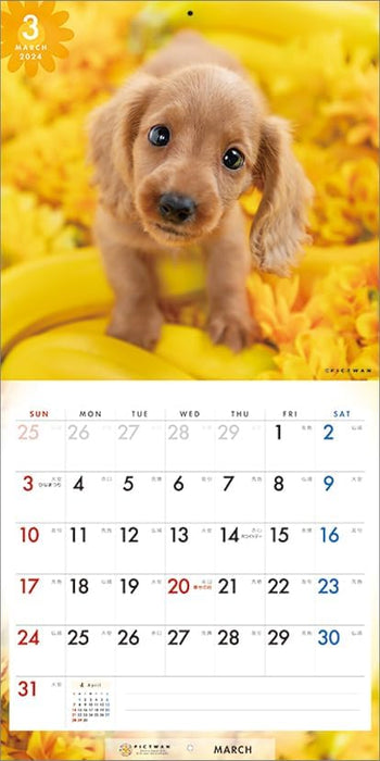 PICTWAN 2024 Calendar S Edition Dachshund S036