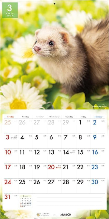 PICTWAN 2024 Calendar L Edition Ferret L033