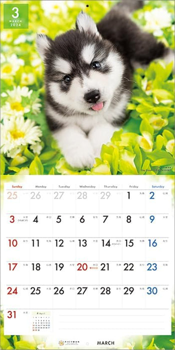 PICTWAN 2024 Calendar L Edition Siberian Husky L026