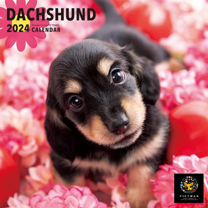 PICTWAN 2024 Calendar S Edition Dachshund S036
