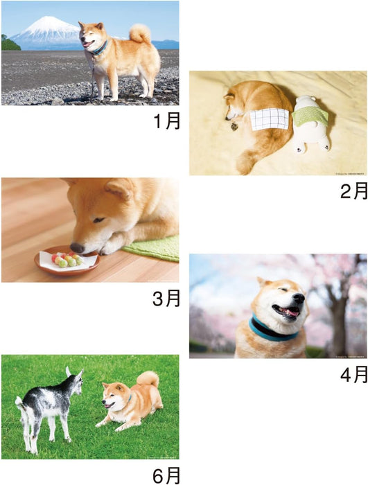 New Japan Calendar 2024 Desk Walk with Shiba Inu Maru Calendar CL24-0393