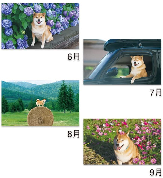 New Japan Calendar 2022 Desk Calendar Walk with Shiba Inu Maru NK8529