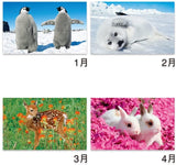 New Japan Calendar 2022 Wall Calendar Animals NK104