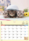 Try-X 2024 Wall Calendar Kitten Munchkin CL-382 51x36cm