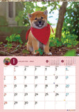 Try-X 2024 Wall Calendar Korokoro Mameshiba CL-381 51x36cm