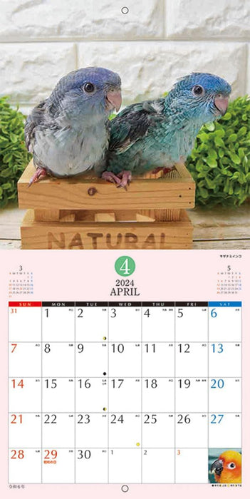 Try-X 2024 Wall Calendar Fluffy Parakeet CL-386 48x24cm