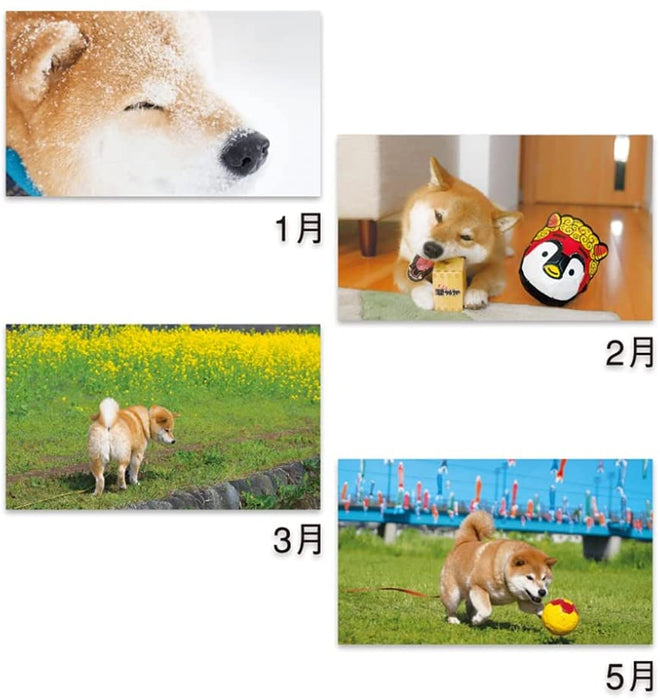 New Japan Calendar 2022 Desk Calendar Walk with Shiba Inu Maru NK8529