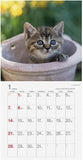 2024 Cats Collection Calendar (Tatsumi Publishing) No.064