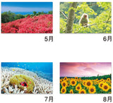 New Japan Calendar 2022 Wall Calendar Forever Japan NK142