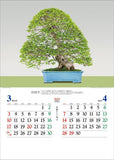 Todan 2024 Wall Calendar Japanese Heart Bonsai CL24-1073