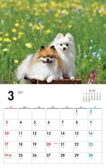 I LOVE Pomeranians Calendar 2024(Monthly/Wall Calendar)