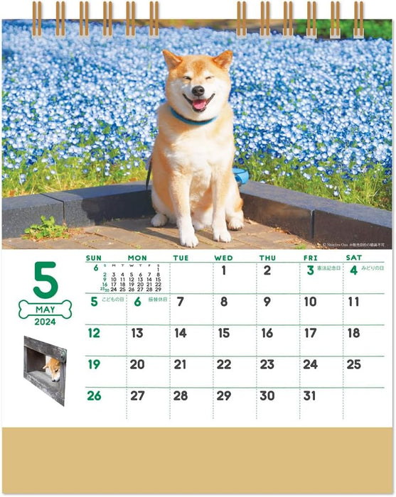 New Japan Calendar 2024 Desk Walk with Shiba Inu Maru Calendar CL24-0393