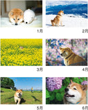 New Japan Calendar 2023 Wall Calendar Walk with Shiba Inu Maru Calendar NK35