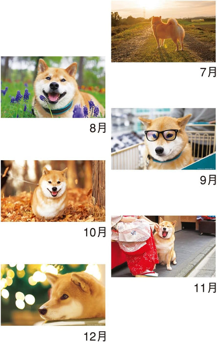 New Japan Calendar 2024 Desk Walk with Shiba Inu Maru Calendar CL24-0393