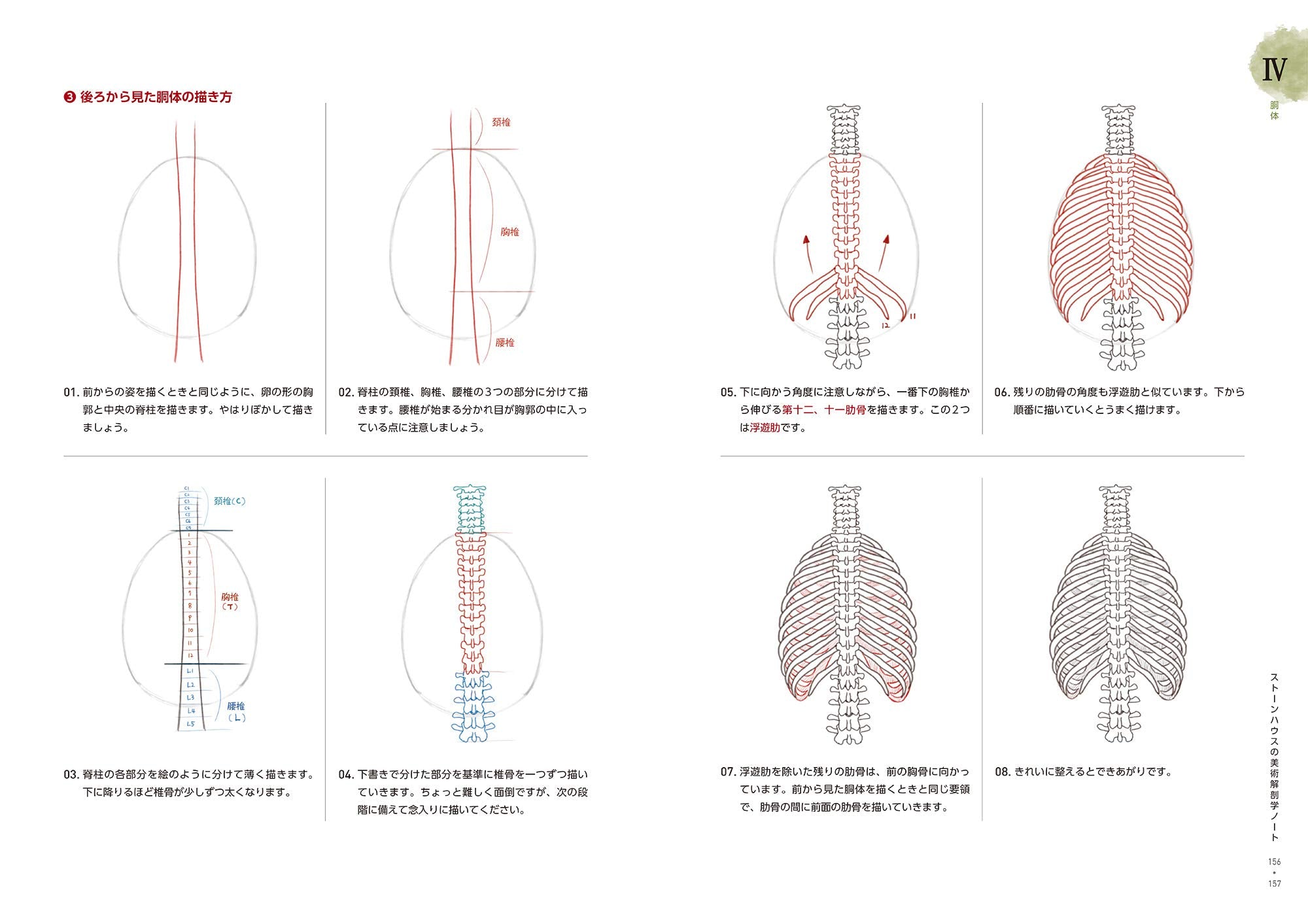 Stonehouse's Anatomy Note Japanese Edition – Japanese Book Store