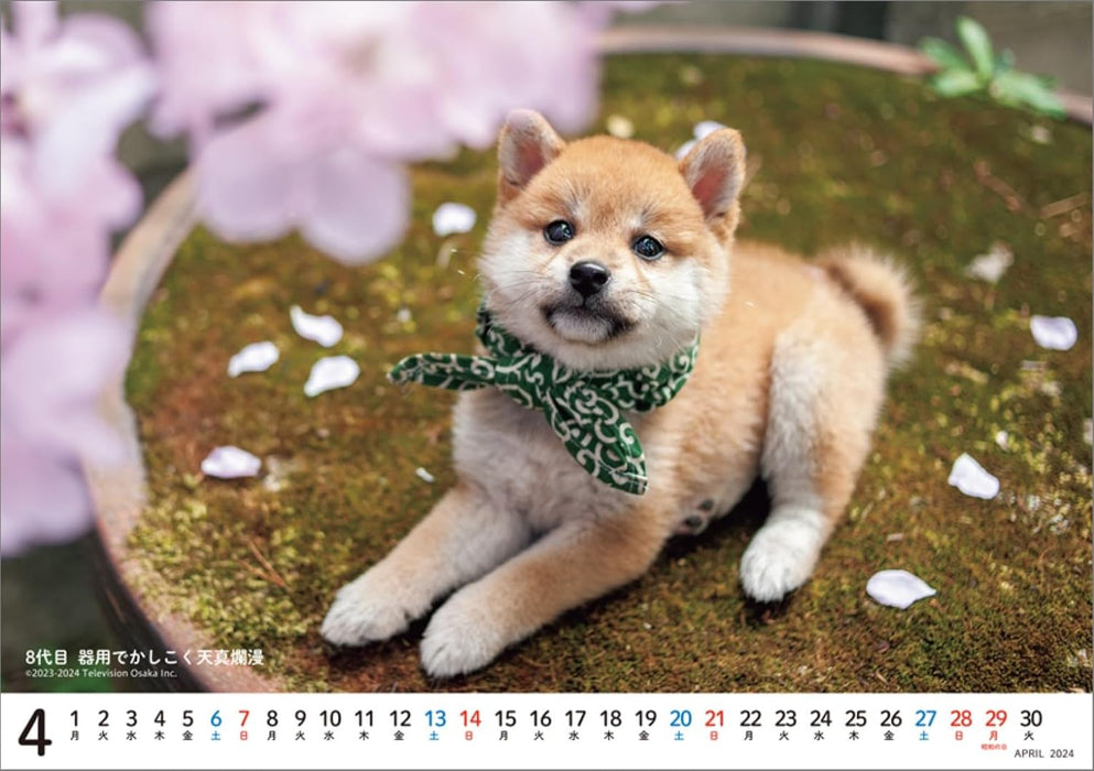 Hagoromo Mamesuke Selection 2024 Desk Calendar CL24-0391