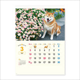 New Japan Calendar 2024 Wall Calendar Walk with Shiba Inu Maru Calendar NK35