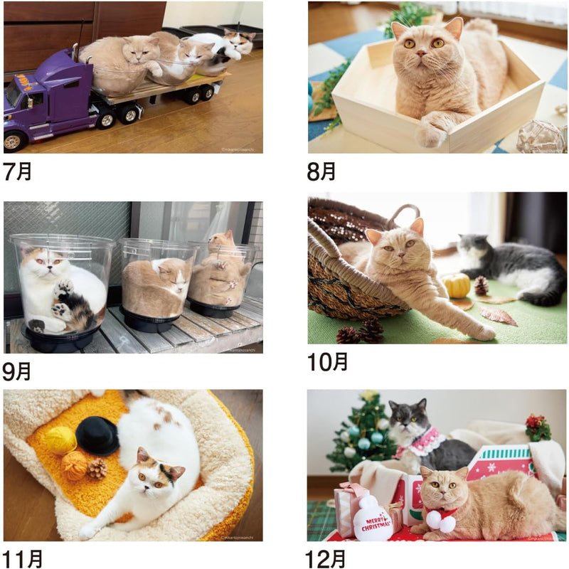 New Japan Calendar 2024 Desk Calendar Life with Cats Mikan to Jirousan Chi CL24-0401
