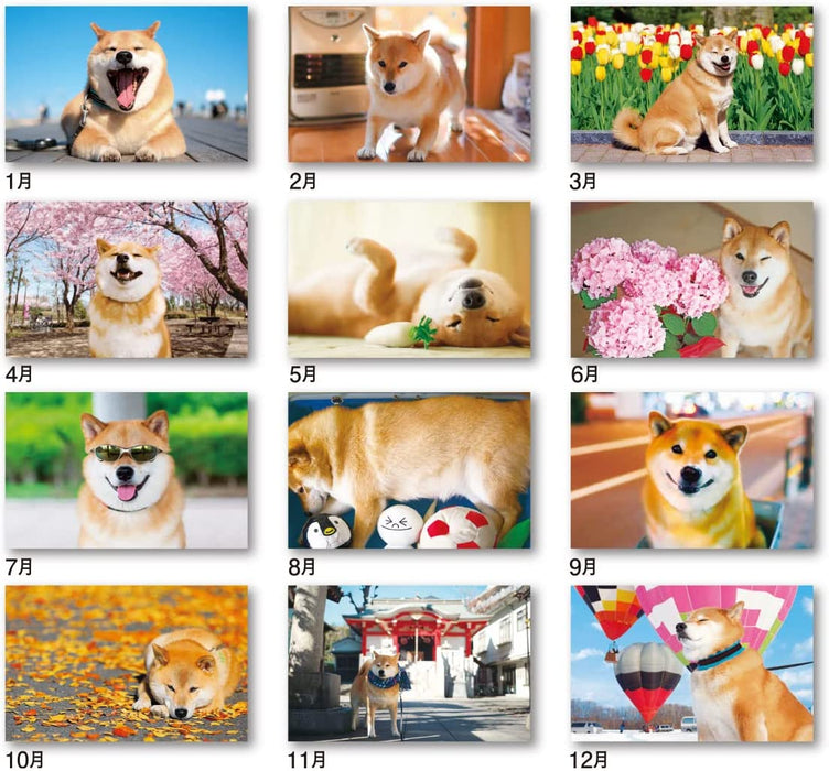 New Japan Calendar 2023 Desk Calendar Walk with Shiba Inu Maru CL23-0393 White