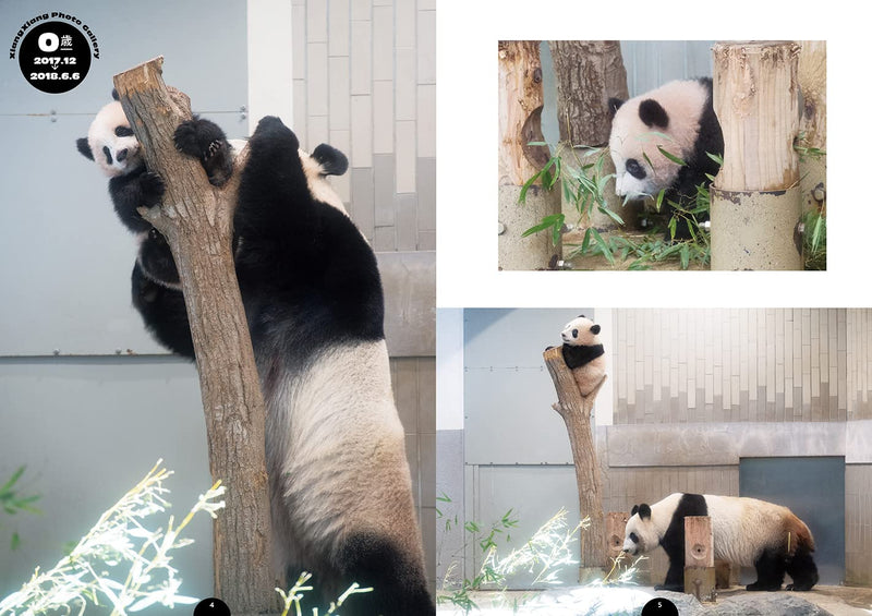 I LOVE Xiang Xiang! Preserved Photo Book