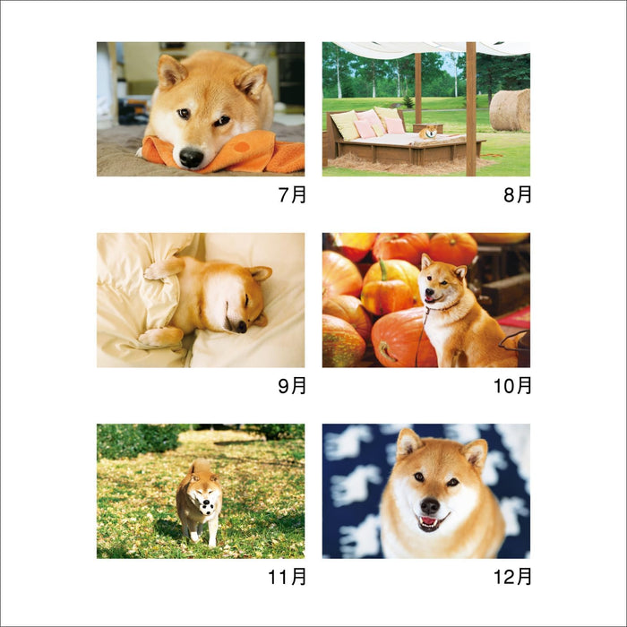 New Japan Calendar 2024 Wall Calendar Walk with Shiba Inu Maru Calendar NK35