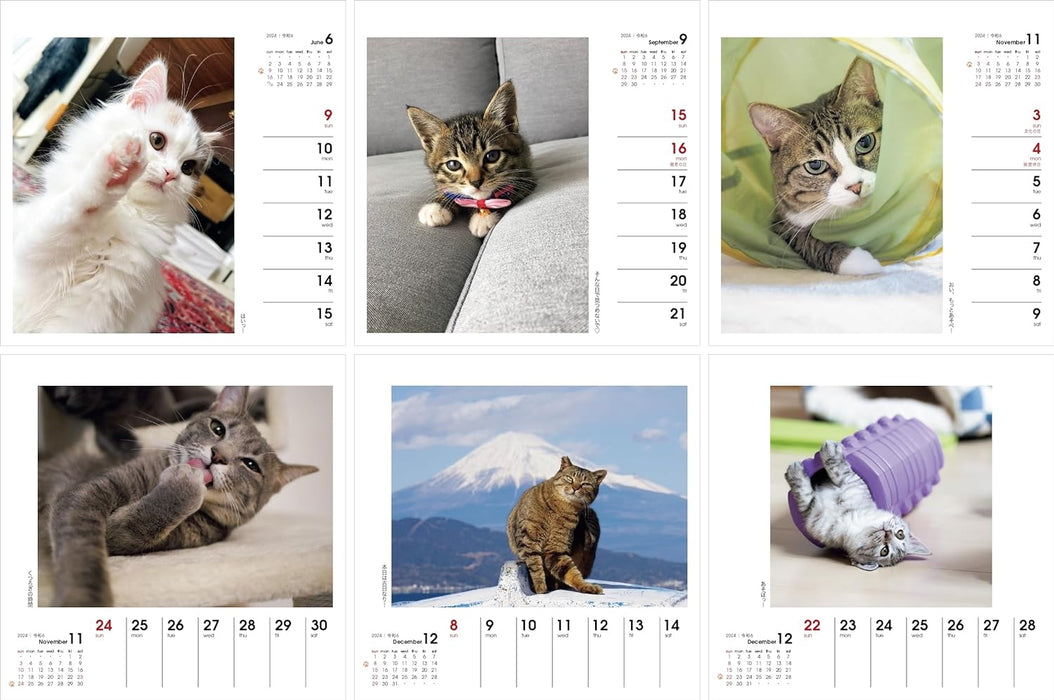 Yama-kei Calendar 2024 Nagomi Cat Weekly Calendar (Weekly Calendar / Desk / Ring)