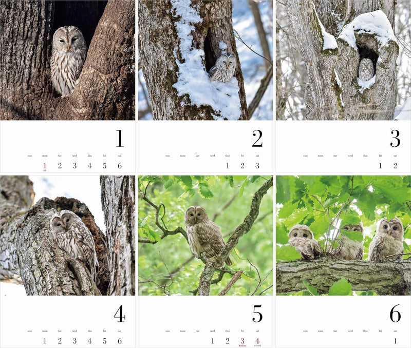 Yama-kei Calendar 2024 Owl (Monthly/Wall Calendar)