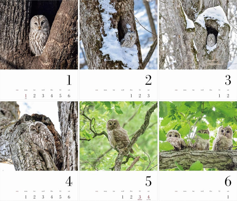 Yama-kei Calendar 2024 Owl (Monthly/Wall Calendar)