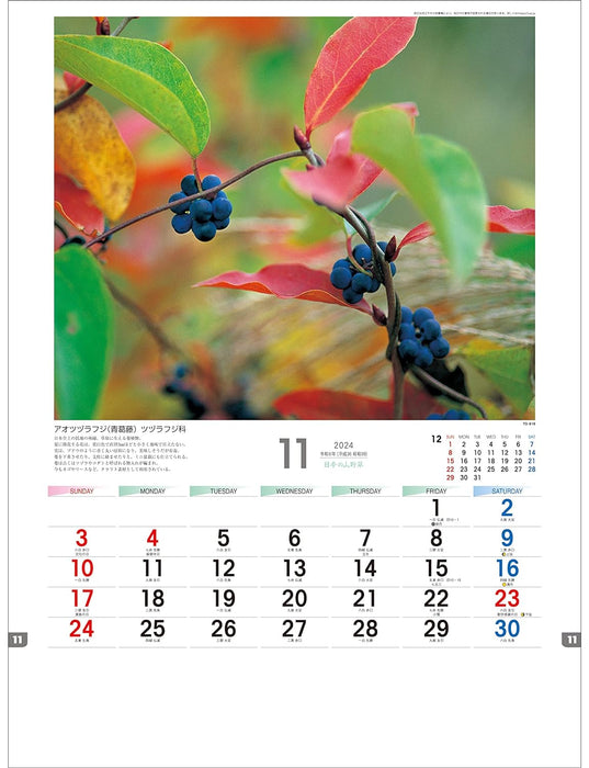 Todan 2024 Wall Calendar Japanese Wildflowers 53.5 x 38cm TD-818