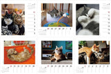 Yama-kei Calendar 2024 Nagomi Cat Weekly Calendar (Weekly Calendar / Desk / Ring)