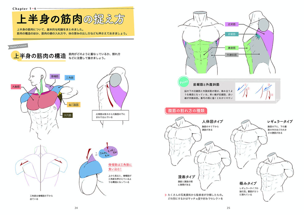 First BL Drawing How to Draw Muscles