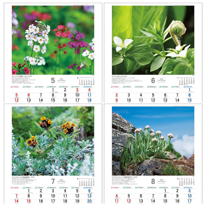 Todan 2024 Wall Calendar Japanese Wildflowers 53.5 x 38cm TD-818